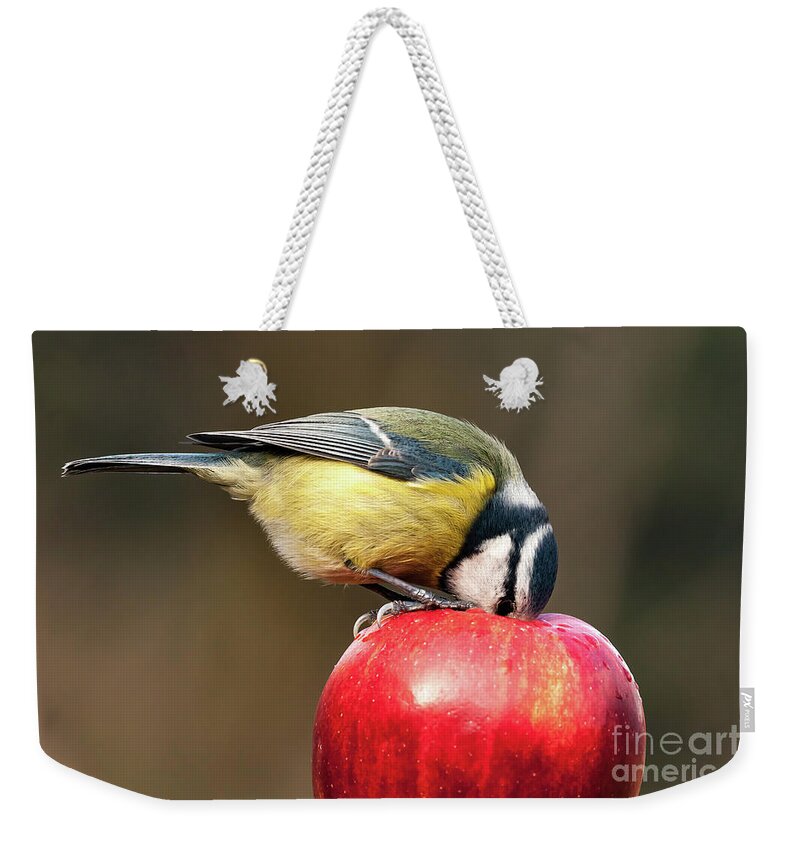 Britain Weekender Tote Bag featuring the photograph Detailed blue tit with beak inside a red apple by Simon Bratt