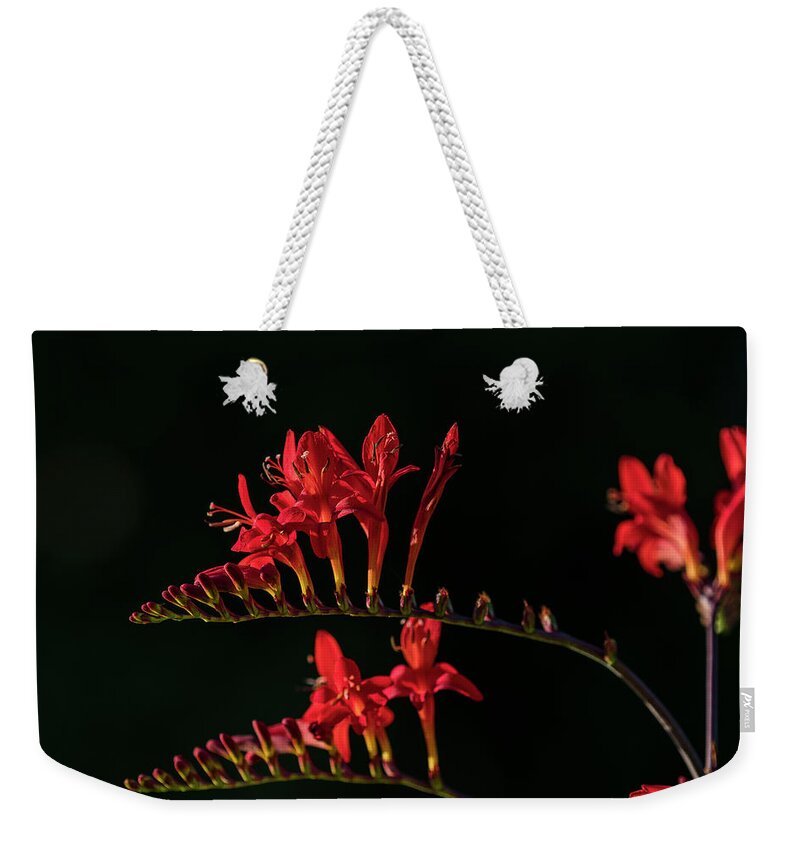 Astoria Weekender Tote Bag featuring the photograph Devil Flower in the Shadow by Robert Potts