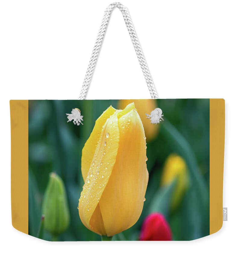 Tulips Weekender Tote Bag featuring the photograph Dew Kissed Tulips by Jack Clutter
