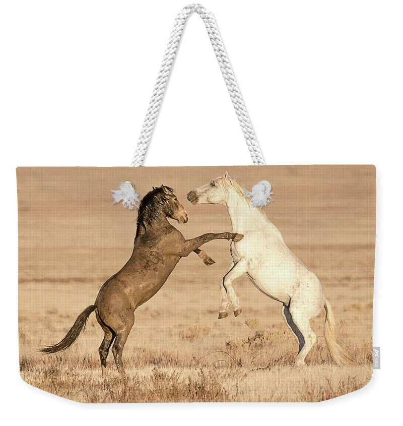 Mammal Weekender Tote Bag featuring the photograph Dispute in the Desert by Dennis Hammer