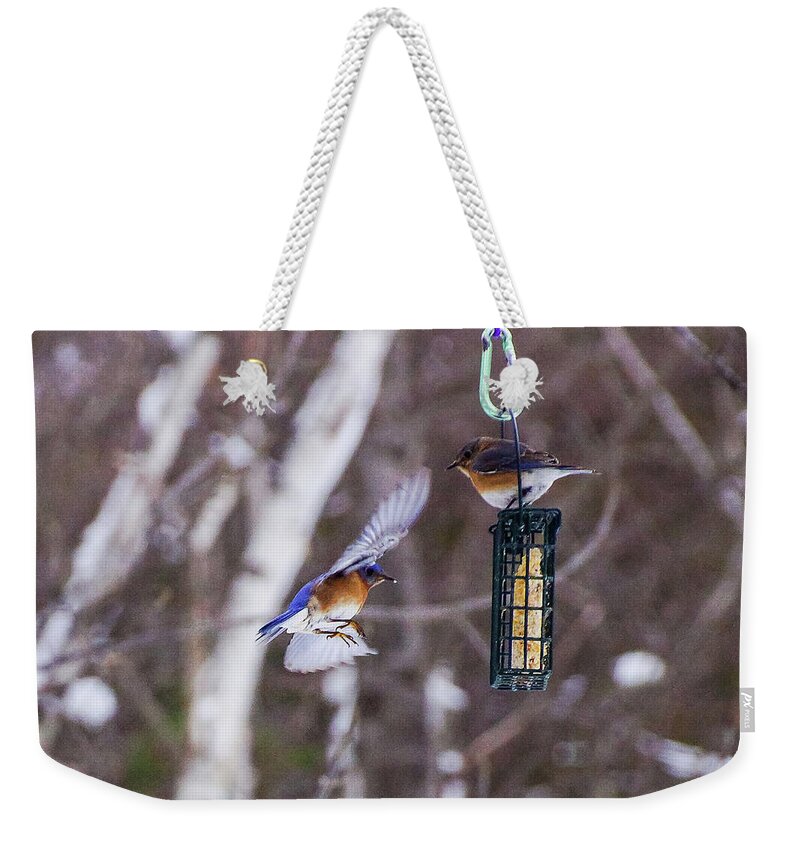 Bird Weekender Tote Bag featuring the photograph Docking Bluebird by Rockybranch Dreams
