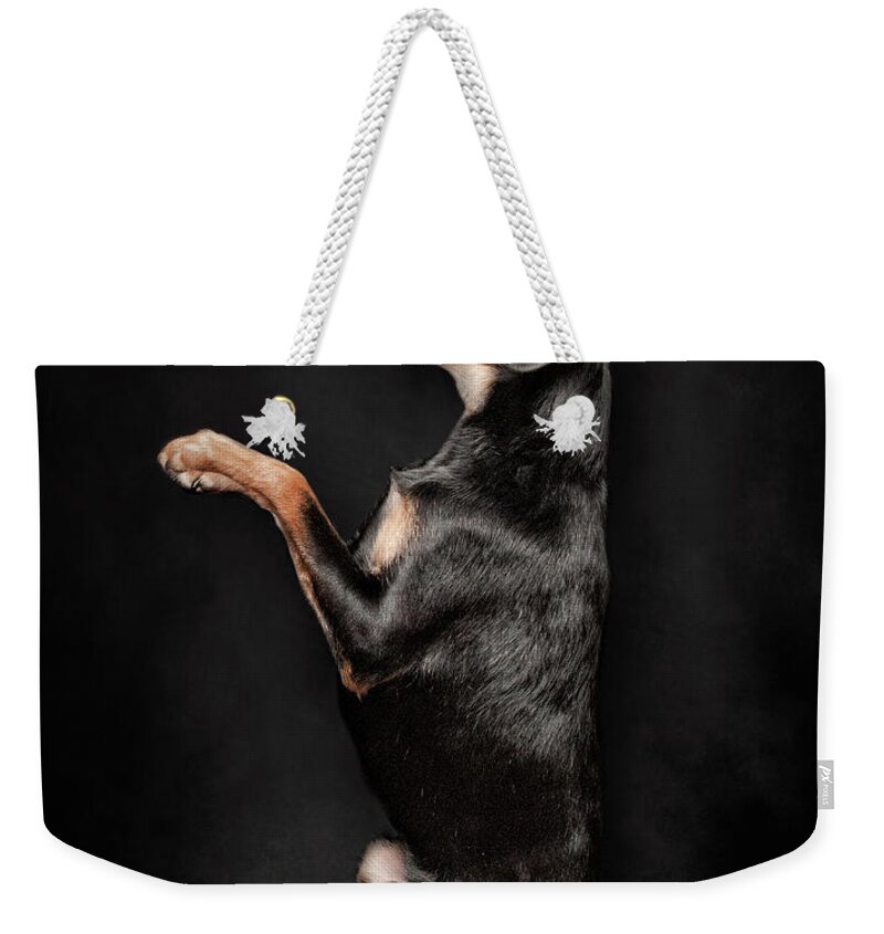 Pets Weekender Tote Bag featuring the photograph Dog Balancing An Orange On Her Nose by Chad Latta