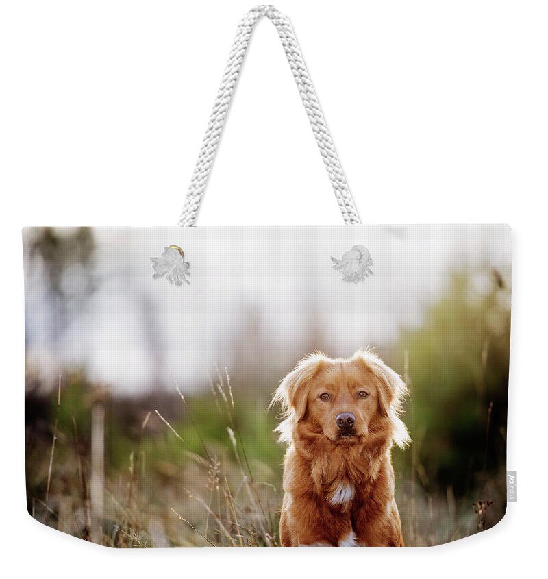 Pets Weekender Tote Bag featuring the photograph Dog Portrait, Nova Scotia Duck Tolling by Roine Magnusson