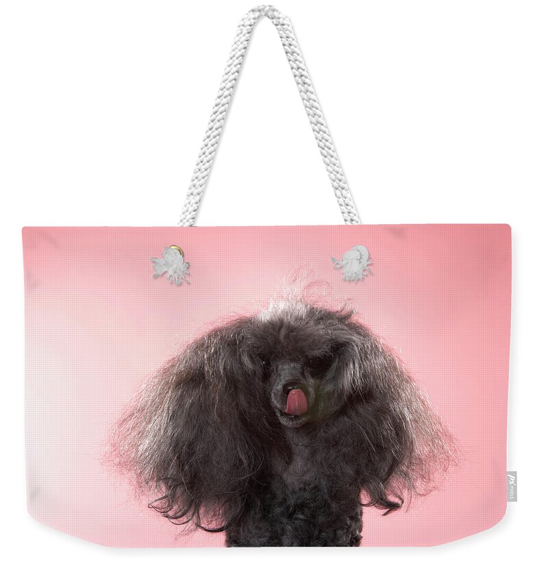 Pets Weekender Tote Bag featuring the photograph Dog With Hair In Front Of Face And by Chris Amaral