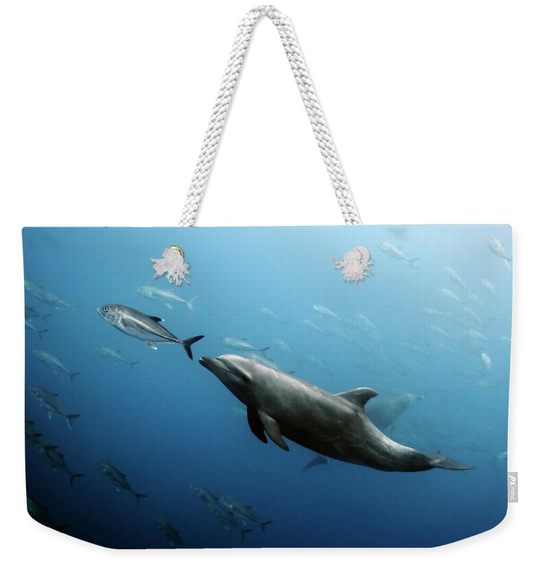 Underwater Weekender Tote Bag featuring the photograph Dolphin Catches Jack Fish by Dmitry Miroshnikov