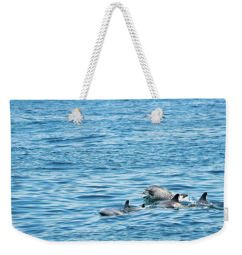 Animal Themes Weekender Tote Bag featuring the photograph Dolphin Family by Arif Mahmood