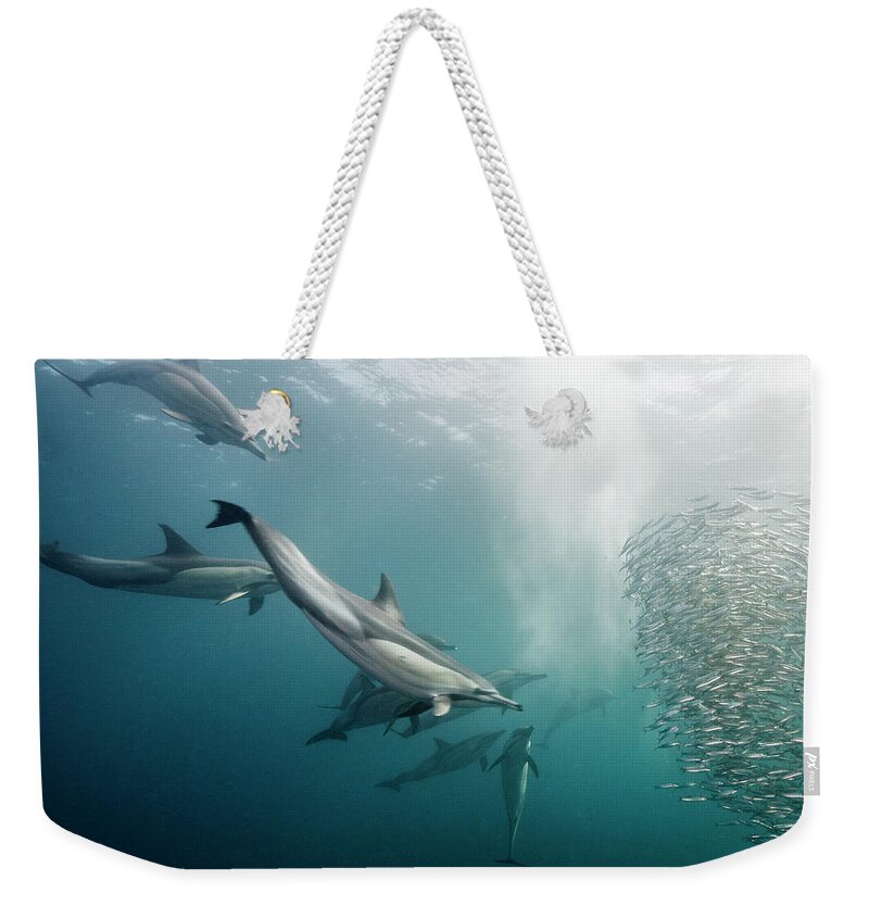 Underwater Weekender Tote Bag featuring the photograph Dolphins Attack by Dmitry Miroshnikov