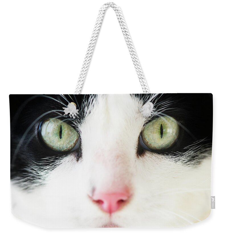 Pets Weekender Tote Bag featuring the photograph Domestic Cat Portrait by Tetra Images