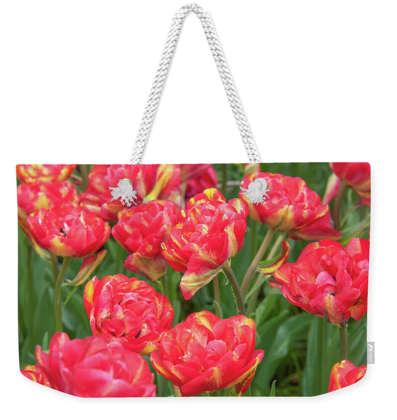 Jenny Rainbow Fine Art Photography Weekender Tote Bag featuring the photograph Double Late Tulips Sundowner by Jenny Rainbow