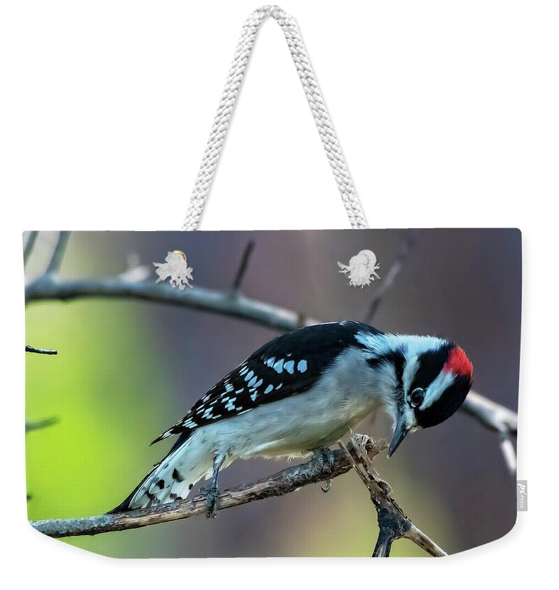 Woodpeckers Weekender Tote Bag featuring the photograph Downy Woodpecker by DB Hayes