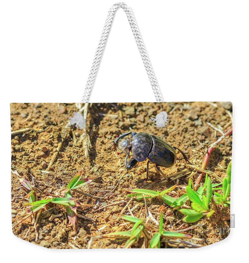 Dung Beetle Weekender Tote Bag featuring the photograph Dung beetle South Africa by Benny Marty