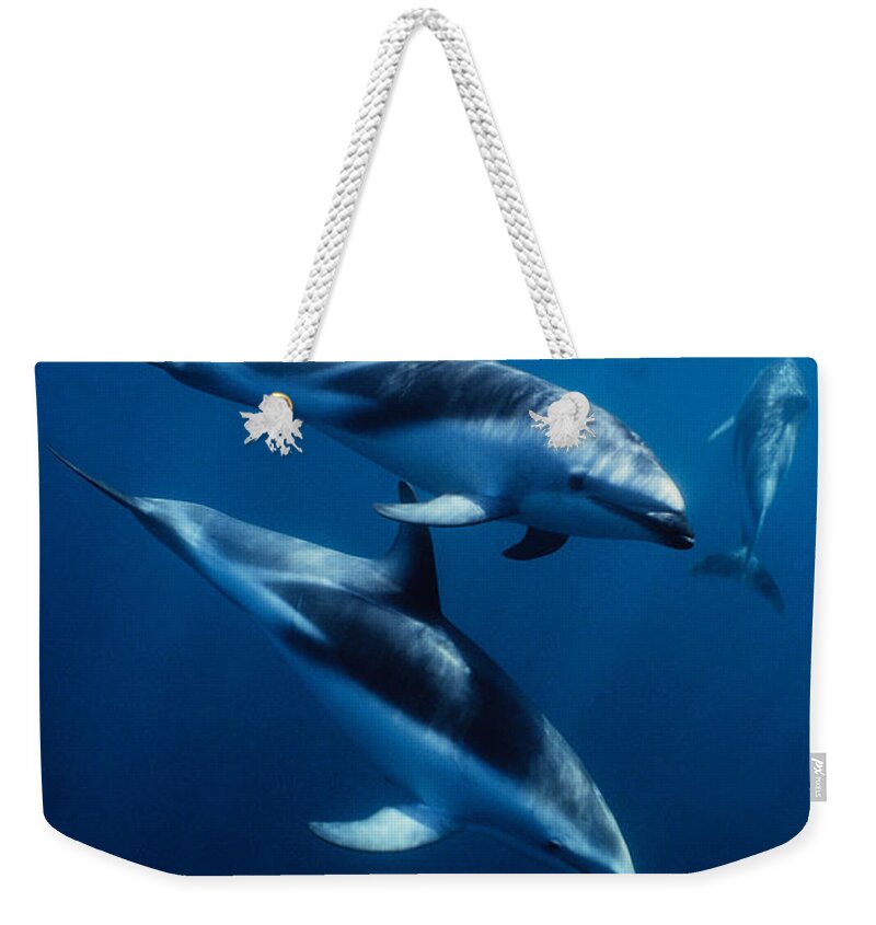 Underwater Weekender Tote Bag featuring the photograph Dusky Dolphin, Lagenorhynchus Obscurus by Gerard Soury