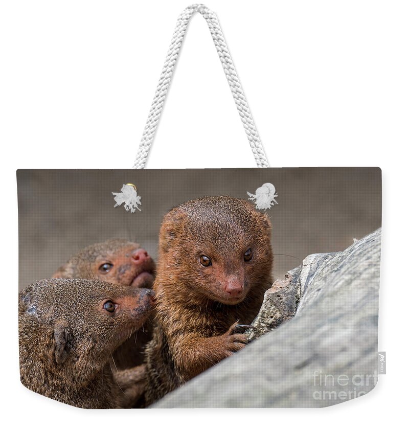 Common Dwarf Mongoose Weekender Tote Bag featuring the photograph Dwarf Mongooses by Arterra Picture Library
