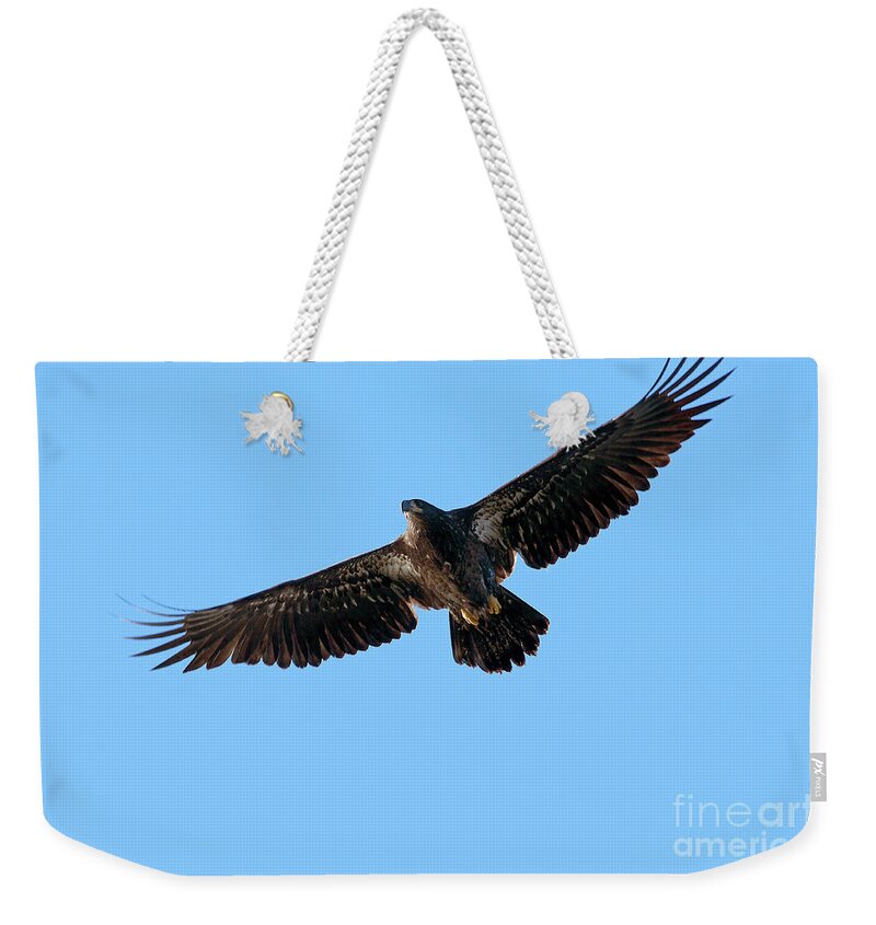 Bald Eagle Weekender Tote Bag featuring the photograph Eagle Wings by Sharon Talson