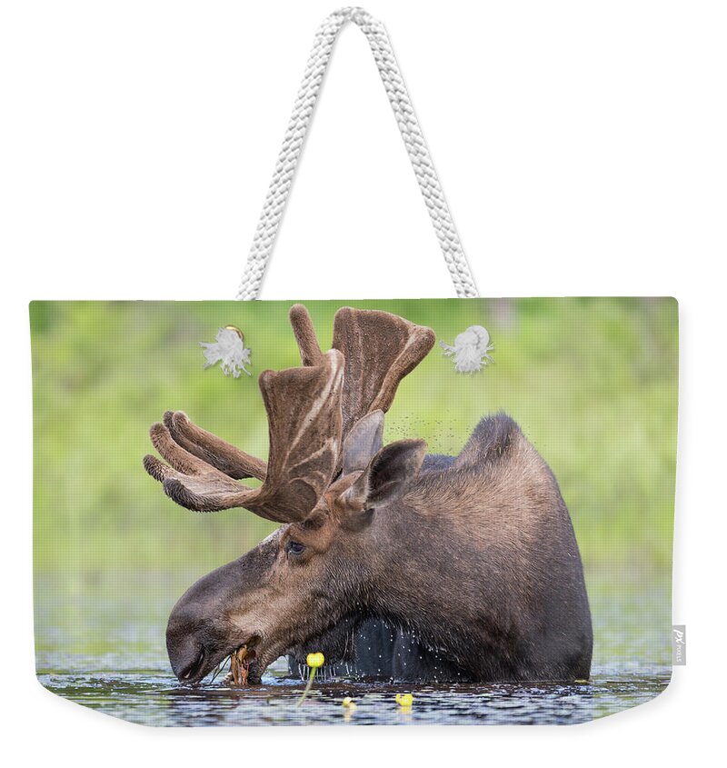 Moose Weekender Tote Bag featuring the photograph Early light by Ian Sempowski