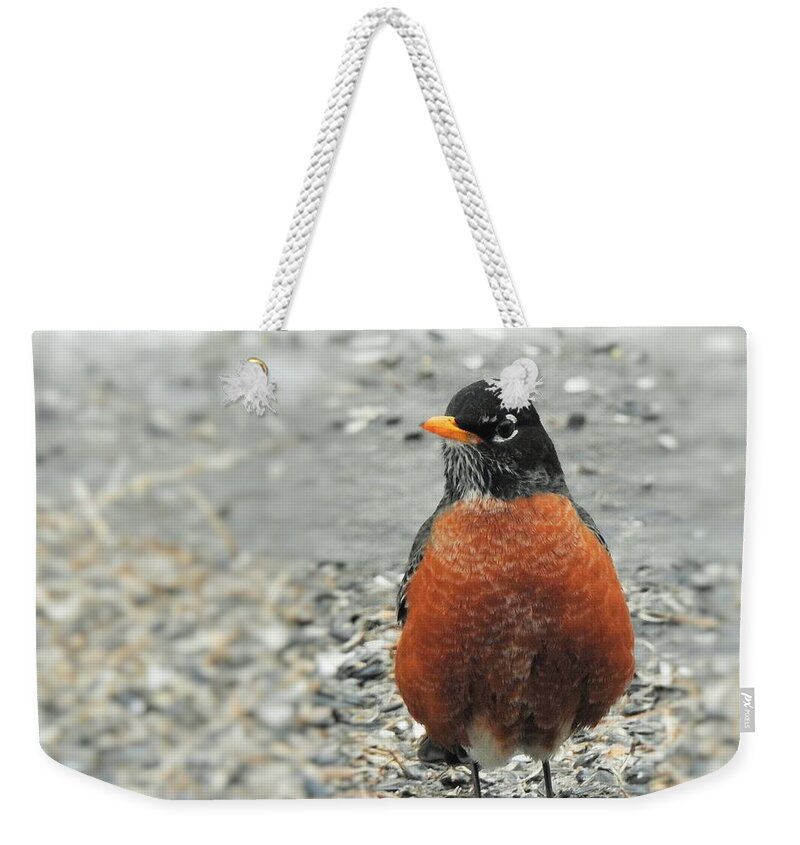 American Robin Weekender Tote Bag featuring the photograph Early Robin by Eunice Miller