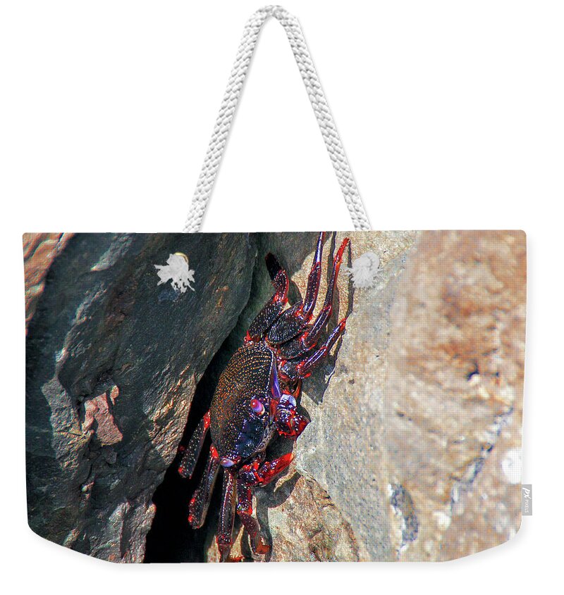 Crab Weekender Tote Bag featuring the photograph East Atlantic Red Rock Crab by Sun Travels