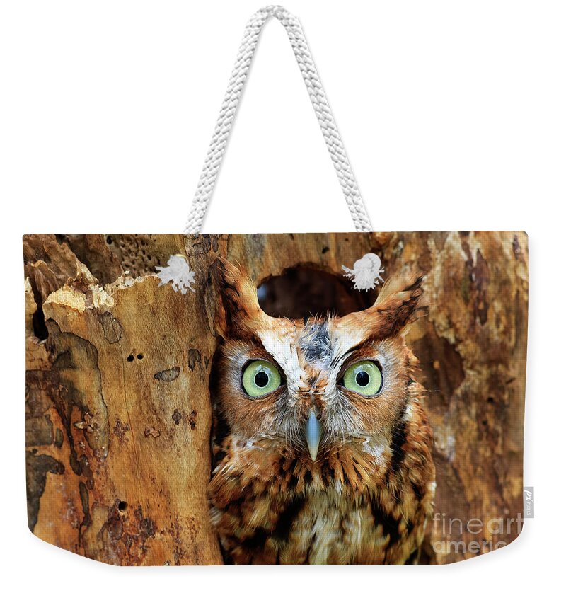Owl Weekender Tote Bag featuring the photograph Eastern Screech Owl Perched in a Hole in a Tree by Jill Lang