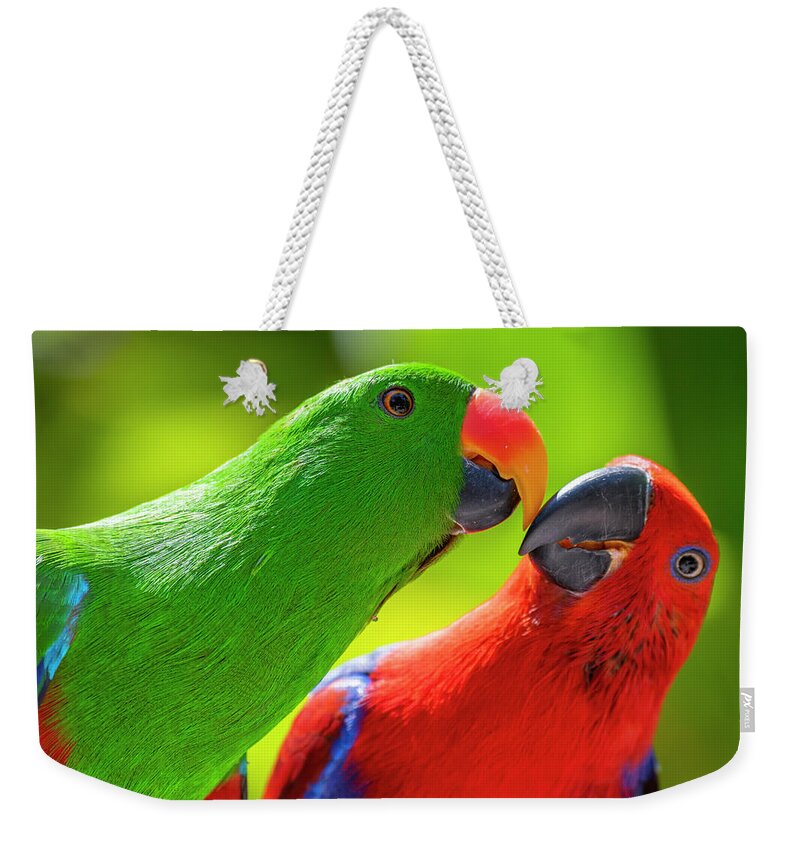 Animal Weekender Tote Bag featuring the photograph Eclectus Parrots Billing by Tui De Roy