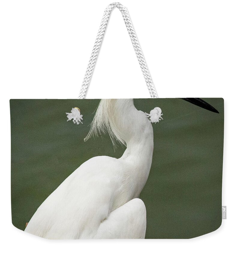 Nature Weekender Tote Bag featuring the photograph Egret by Barry Bohn