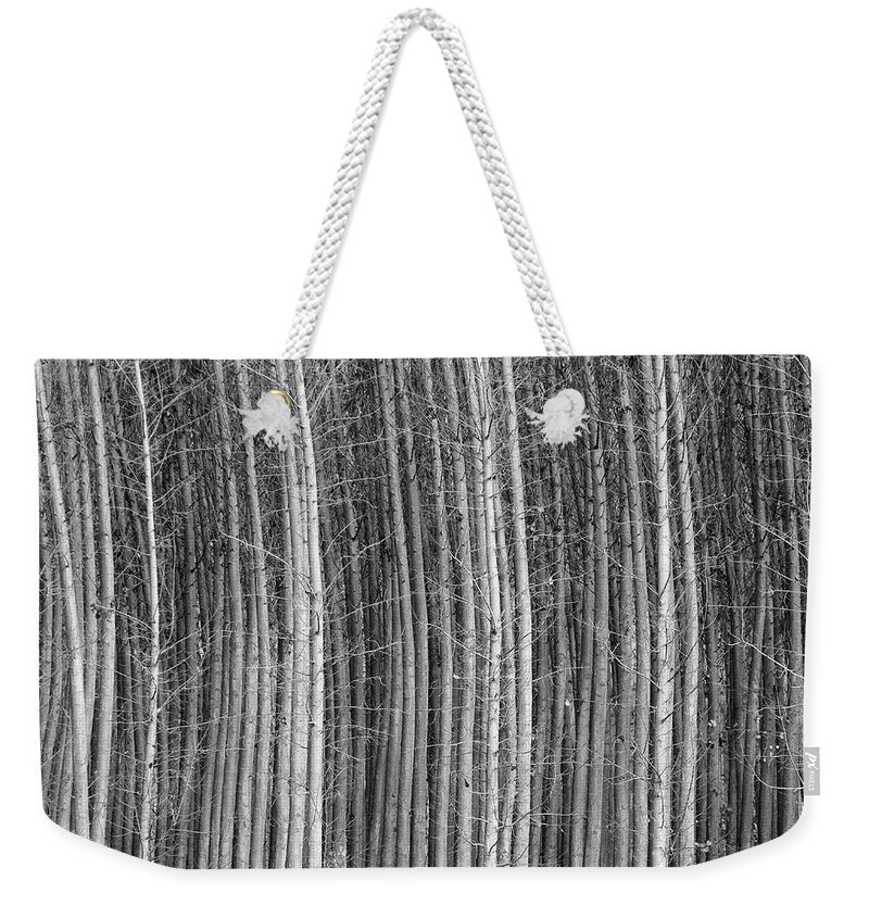 Mono Weekender Tote Bag featuring the photograph Elegant poplars. BW. Foggy morning by Guido Montanes Castillo