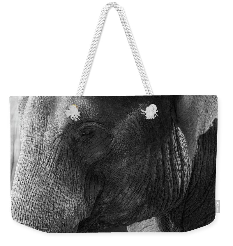 Animal Themes Weekender Tote Bag featuring the photograph Elephant by Andrew Dernie