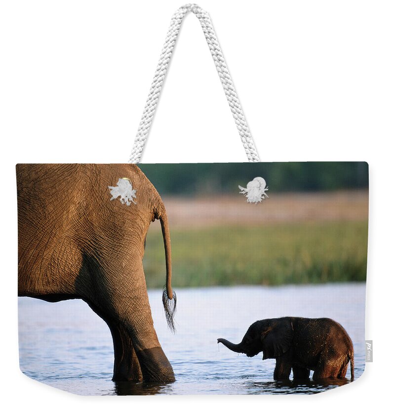 Following Weekender Tote Bag featuring the photograph Elephant Loxodanta Africana Calf by Paul Souders