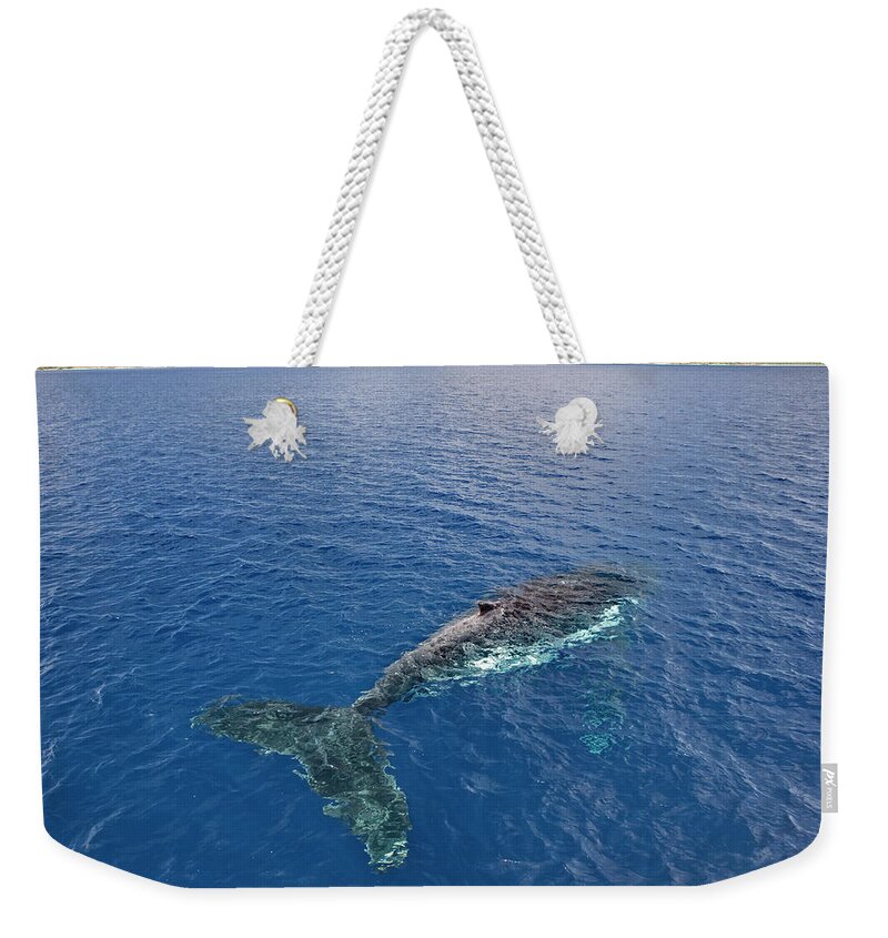 Scenics Weekender Tote Bag featuring the photograph Elevated View Of Humpback Whale In Sea by John W Banagan