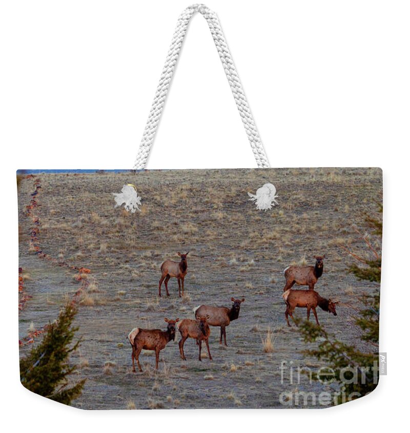 Elk Weekender Tote Bag featuring the photograph Elk Herd by Steven Krull