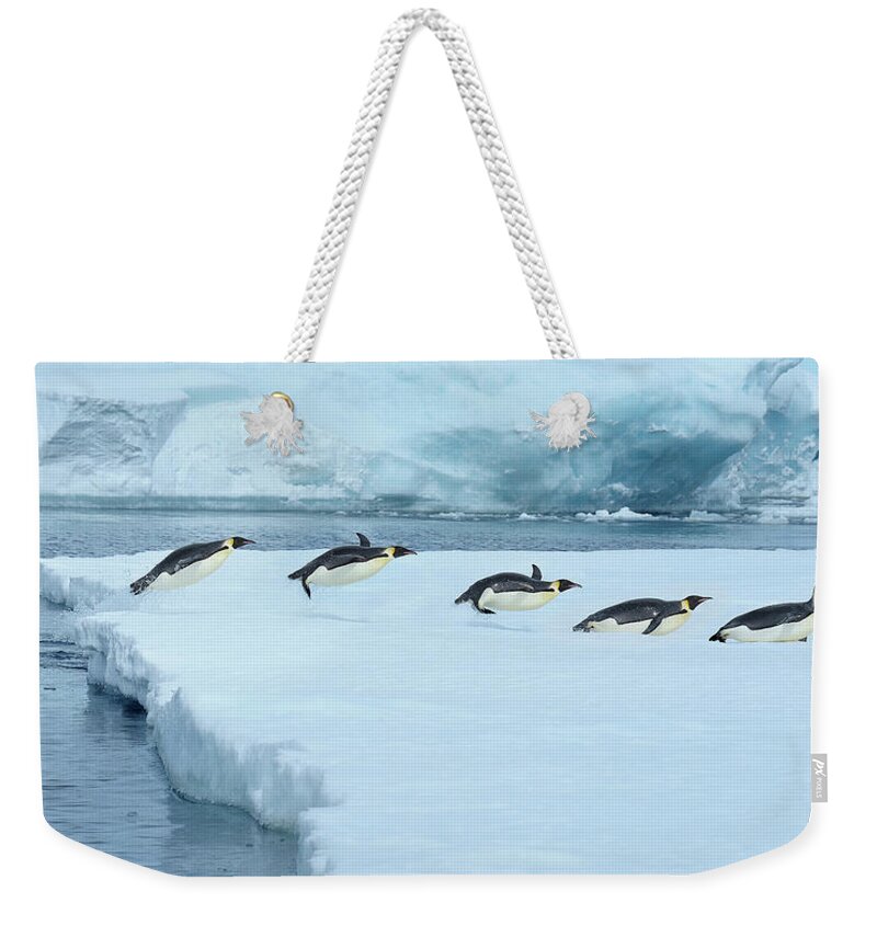 Emperor Penguin Weekender Tote Bag featuring the photograph Emperor Penguin, Aptenodytes Forsteri by Raimund Linke