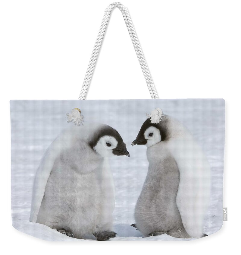 Emperor Penguin Weekender Tote Bag featuring the photograph Emperor Penguin Chicks by Thomas Kokta