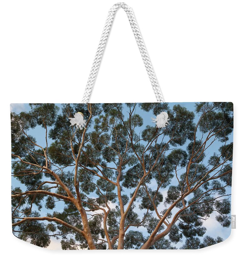 Outdoors Weekender Tote Bag featuring the photograph Eucalyptus Tree Trunk Canopy, Evening by Eastcott Momatiuk