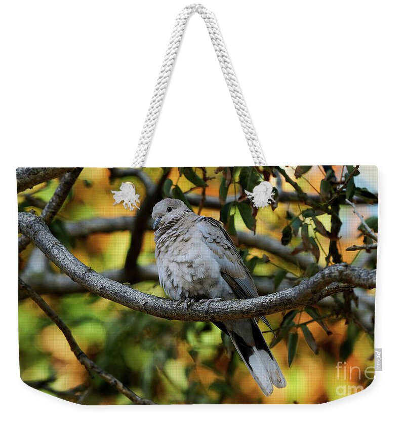 Standing Weekender Tote Bag featuring the photograph Eurasian Collared Dove by Pablo Avanzini