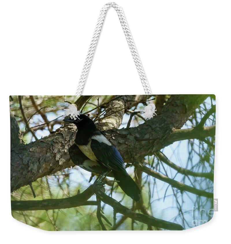 Wildlife Weekender Tote Bag featuring the photograph Eurasian Magpie birds of the Corvidae Crow Family by Pablo Avanzini
