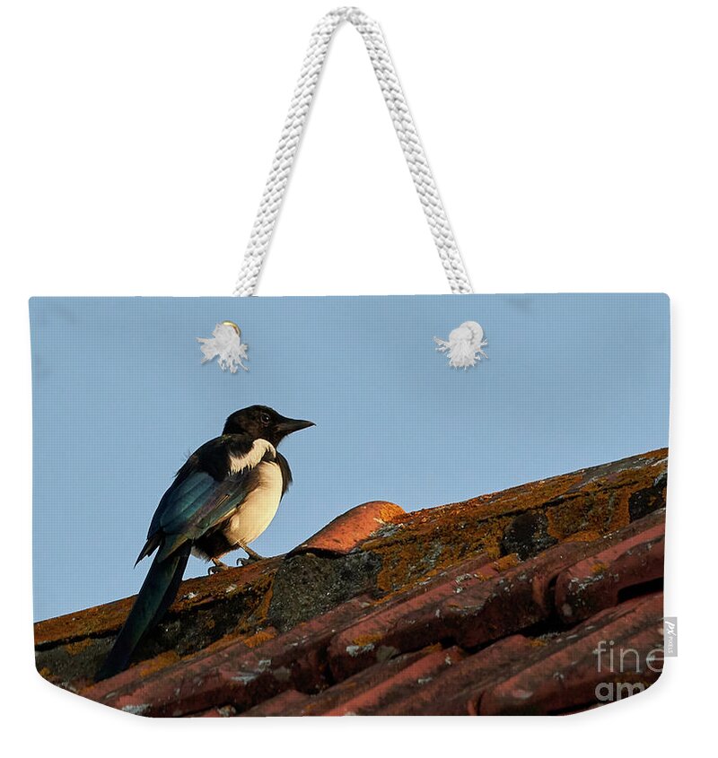 Colorful Weekender Tote Bag featuring the photograph Eurasian Magpie Pica Pica on Tiled Roof by Pablo Avanzini
