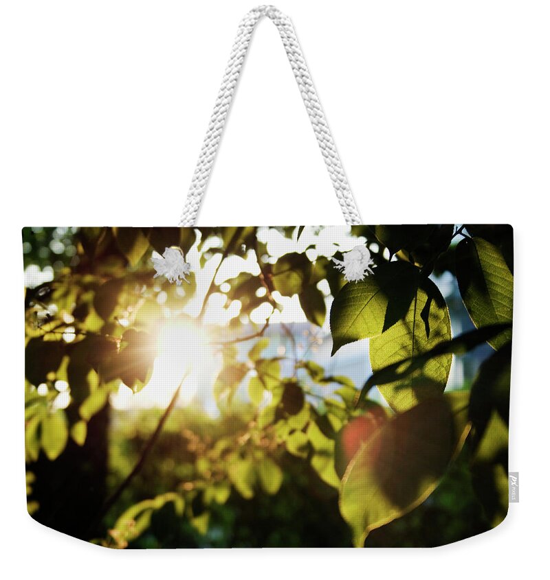 Sweden Weekender Tote Bag featuring the photograph Evening Sun Shining Through Leaves by Johner Images