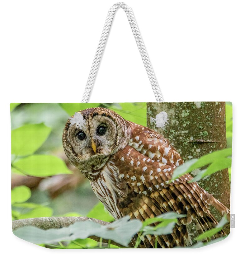 Barred Owl Weekender Tote Bag featuring the photograph Eye to Eye Owl Contact by Marcy Wielfaert