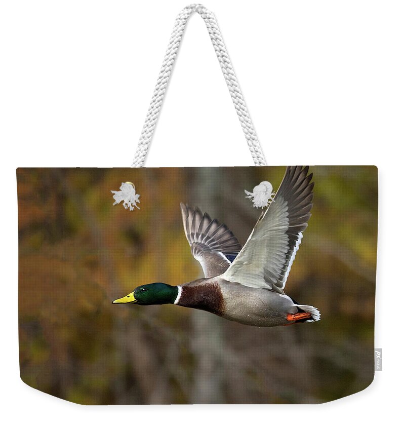Duck Weekender Tote Bag featuring the photograph Fall Flap by Art Cole