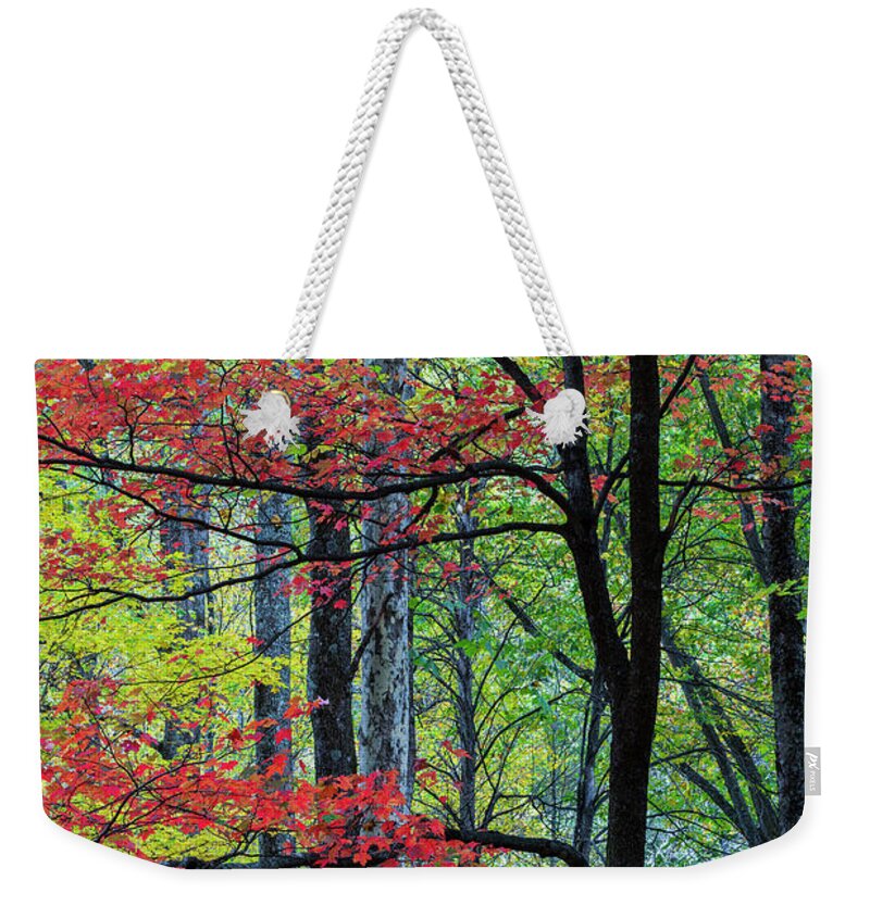 Jeff Foott Weekender Tote Bag featuring the photograph Fall Maple In The Smoky Mts by Jeff Foott