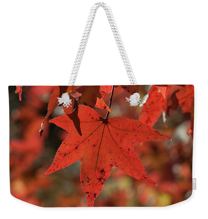 Sweetgum Family Weekender Tote Bag featuring the photograph Fall Sweetgum Leaves DF002 by Gerry Gantt