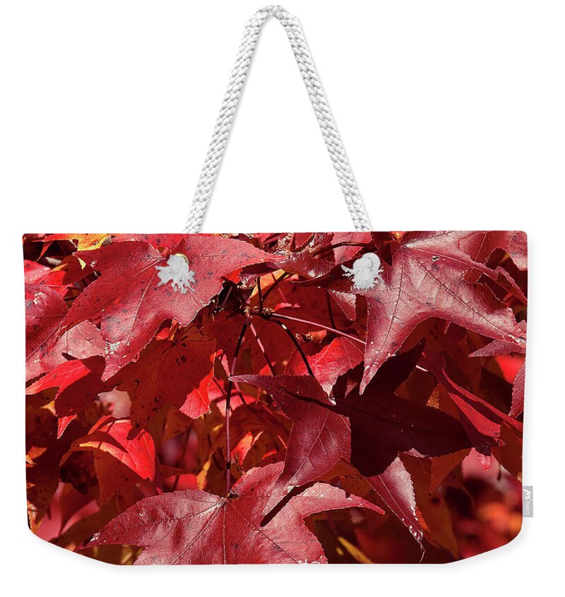 Sweetgum Family Weekender Tote Bag featuring the photograph Fall Sweetgum Leaves DF005 by Gerry Gantt