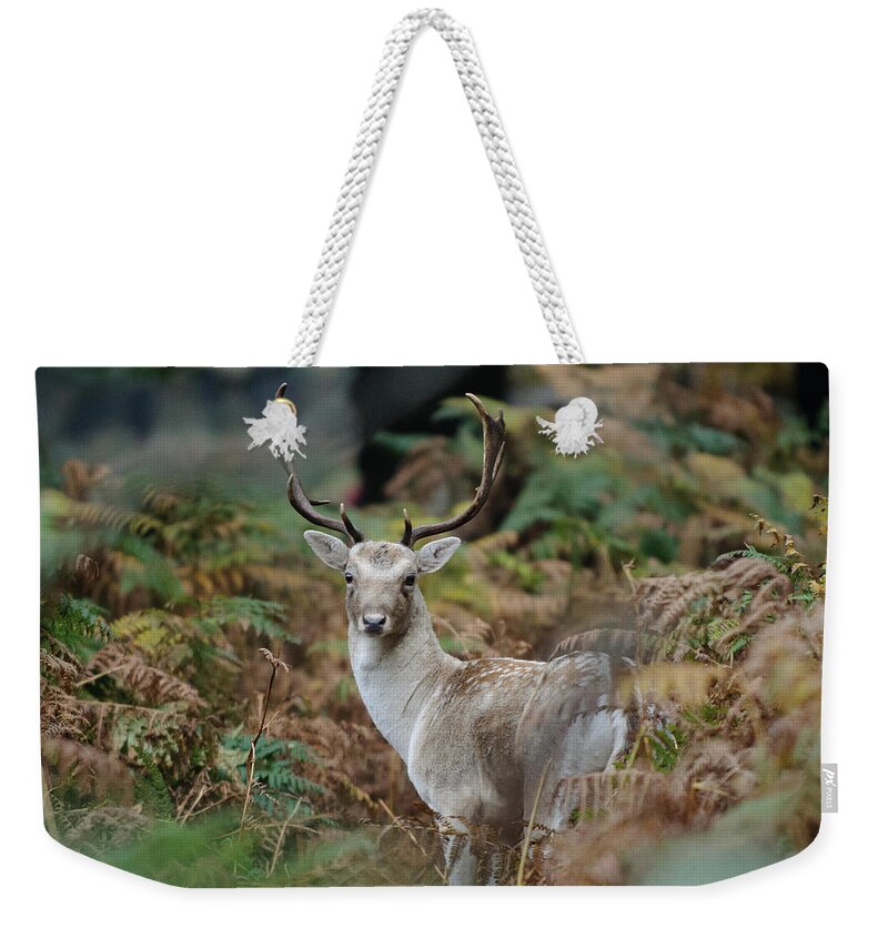 Animal Themes Weekender Tote Bag featuring the photograph Fallow Deer Stag Amongst Ferns by Photo © Stephen Chung