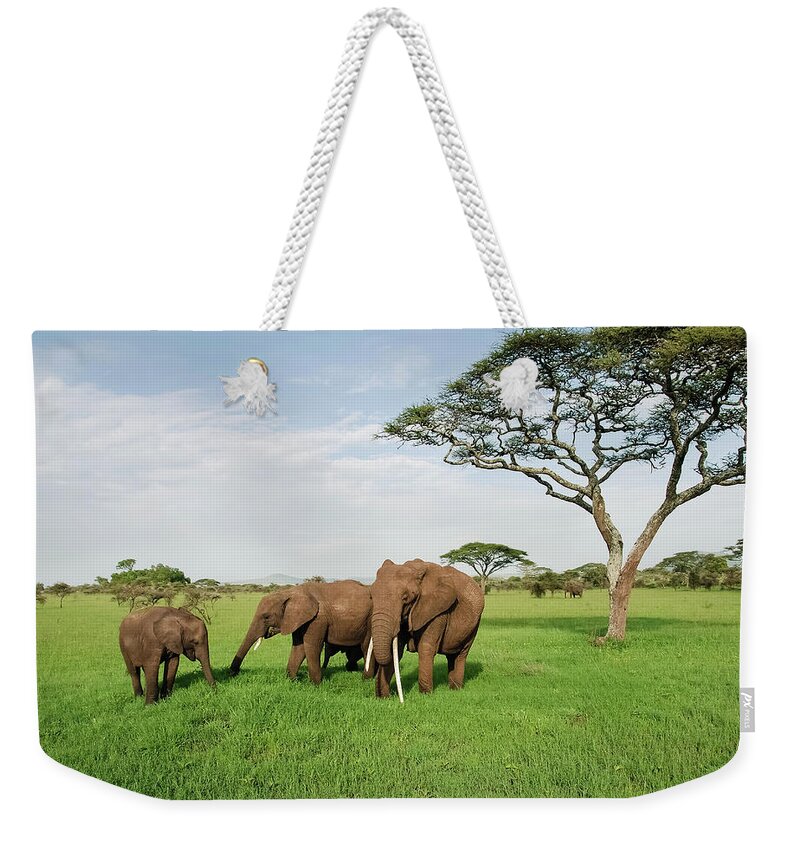 Grass Weekender Tote Bag featuring the photograph Family Of Elephants On A Sunny Day In by Volanthevist
