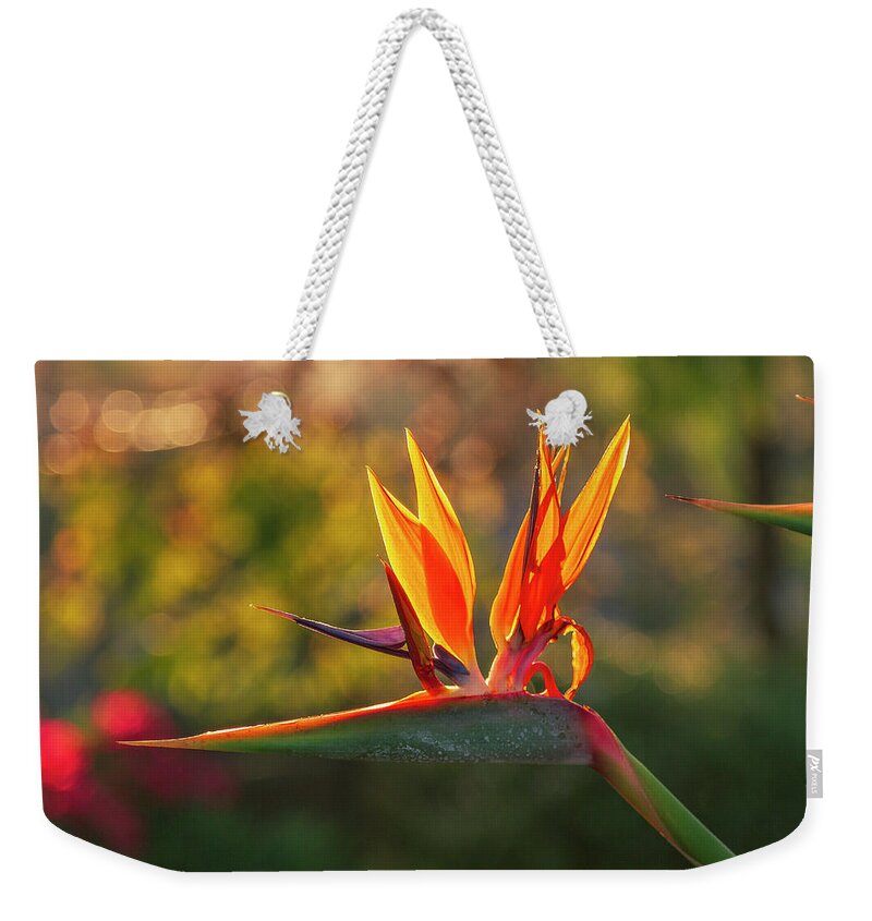 America Weekender Tote Bag featuring the photograph Favorite Part of Home by ProPeak Photography
