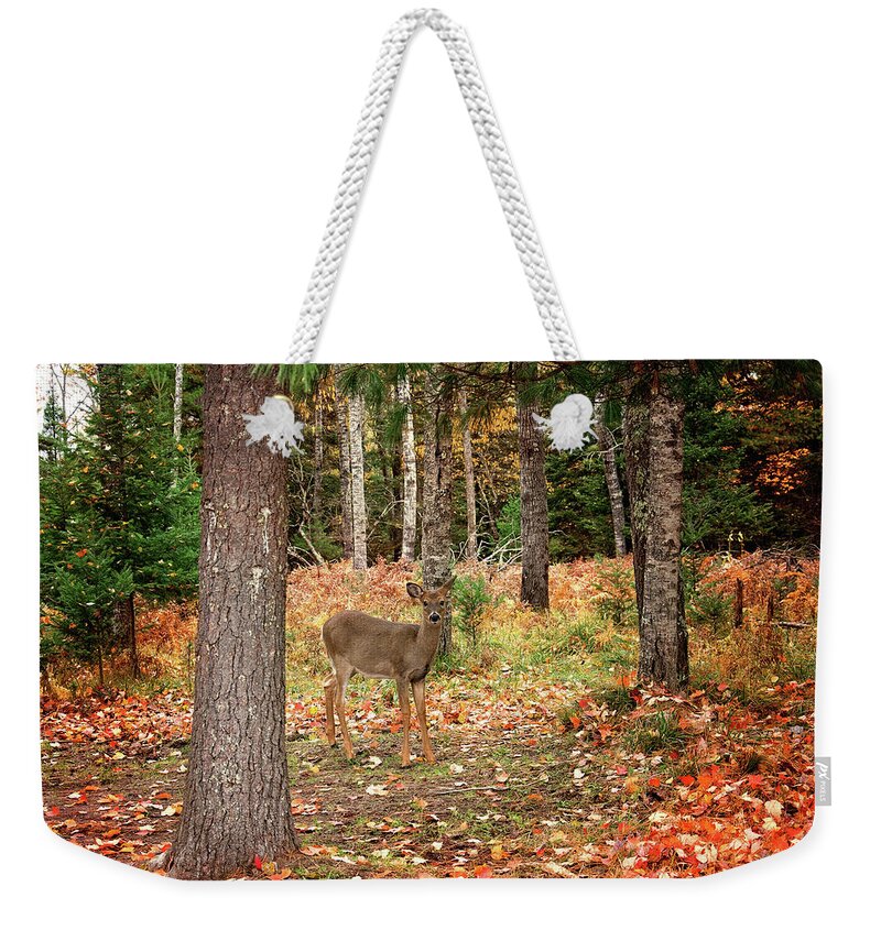 Fawn In The Fall Print Weekender Tote Bag featuring the photograph Fawn in the Fall Print by Gwen Gibson
