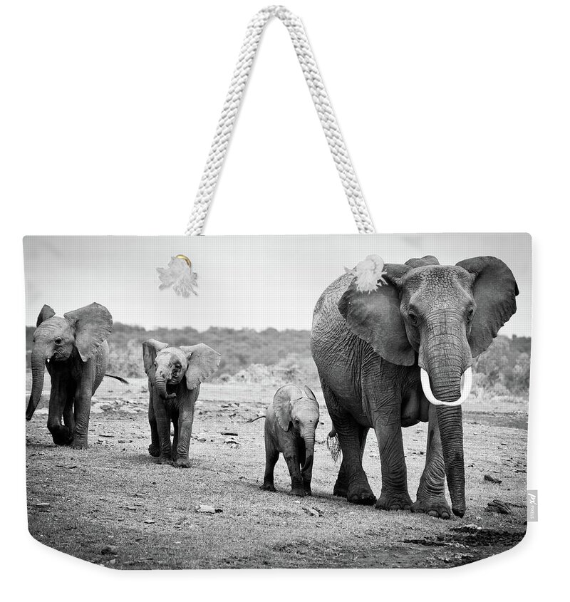 Kenya Weekender Tote Bag featuring the photograph Female African Elephant by Cedric Favero