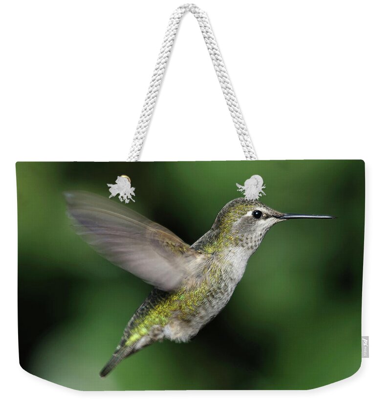 Animal Themes Weekender Tote Bag featuring the photograph Female Annas Hummingbird In Flight by Barbara Rich
