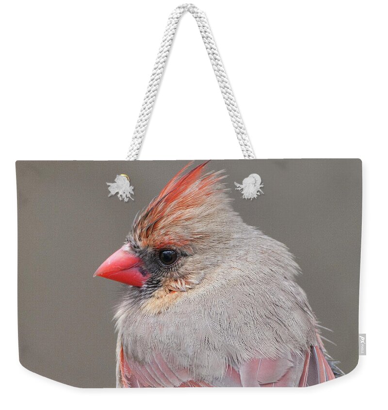 Female Cardinal Weekender Tote Bag featuring the photograph Female Cardinal on a rainy day by Diane Giurco
