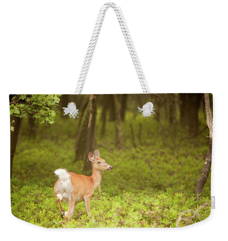 Scenics Weekender Tote Bag featuring the photograph Female Deer In The Forest by Alex Potemkin