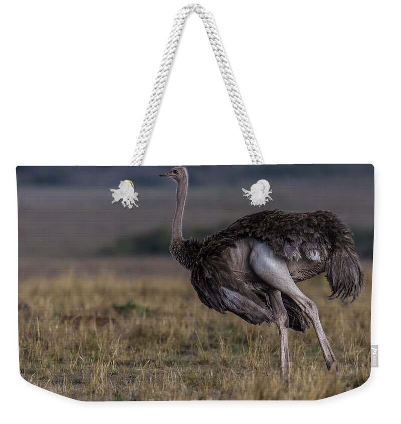 Kenya Weekender Tote Bag featuring the photograph Female Ostrich by Manoj Shah